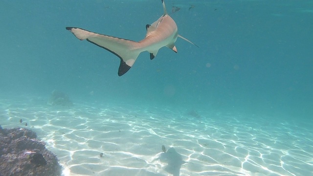 一段鲨鱼在绿松石海洋中优雅运动的视频视频素材