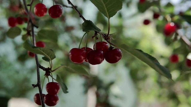 成熟的红樱桃挂在樱桃树的树枝上。视频素材