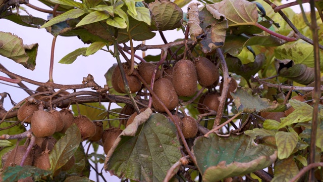 猕猴桃种植园上的猕猴桃，果实累累。有树木和有机水果的花园。视频素材