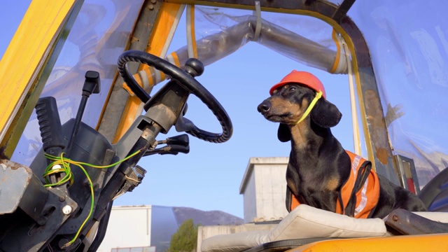 有趣的黑棕相间的腊肠犬穿着橙色的建筑工人服装和头盔，坐在大型工业建筑车辆的驾驶座上吠叫。幽默概念的重型建筑工程，户外。视频下载