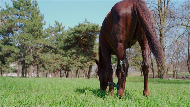 草地上的马吃草视频素材