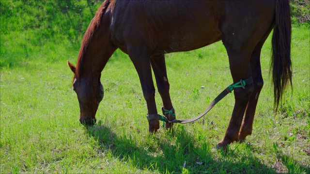 草地上的马吃草视频素材