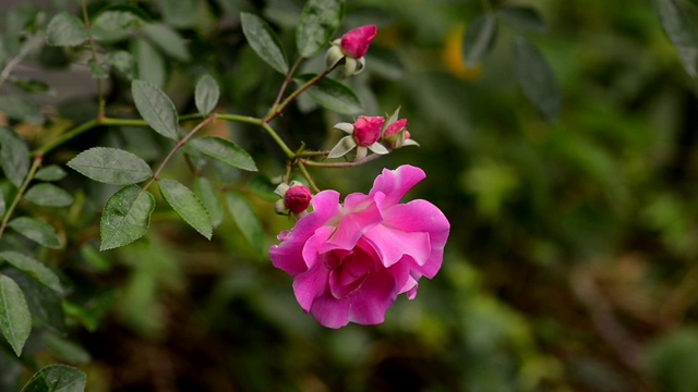 美丽的粉红色玫瑰在花园里视频素材
