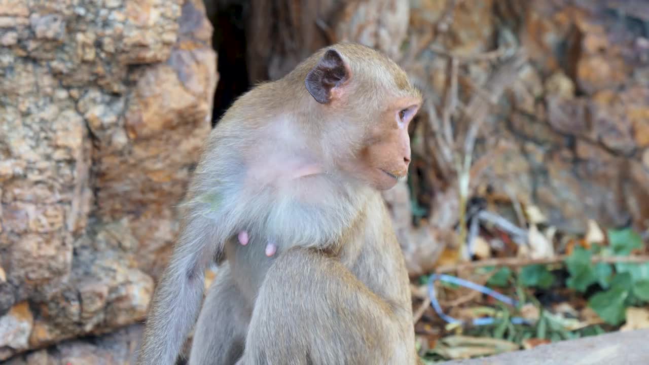 猴子生活在泰国的一个天然森林里。视频素材