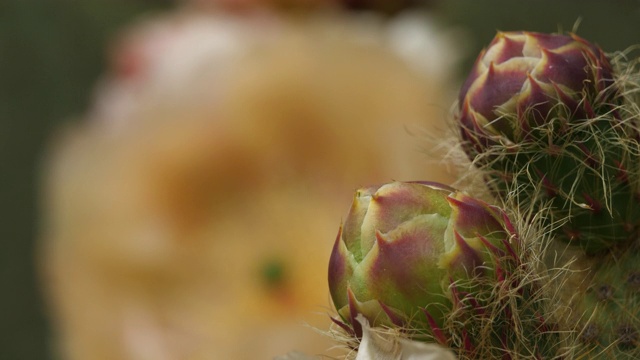 Opuntia ficus-indica花。视频素材