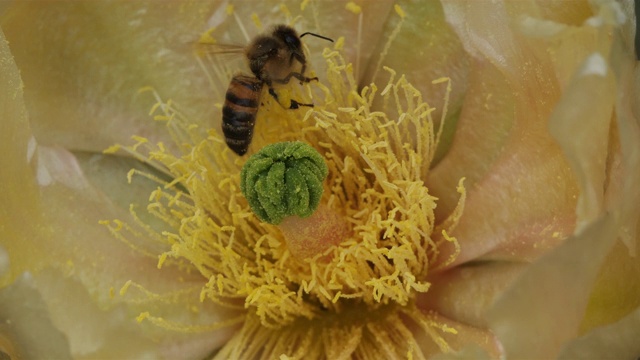 一只正在采仙人掌花的蜜蜂。视频素材