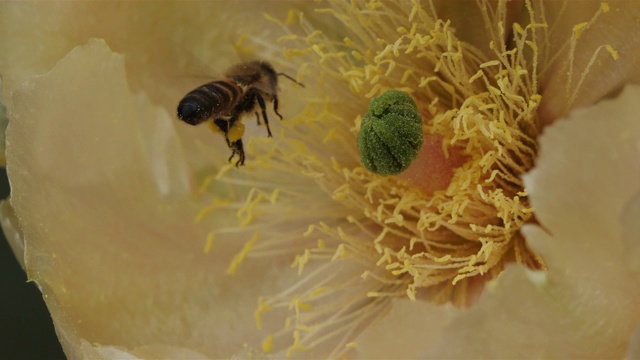 一只正在采仙人掌花的蜜蜂。视频下载