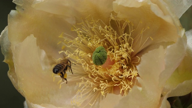 一只正在采仙人掌花的蜜蜂。视频素材