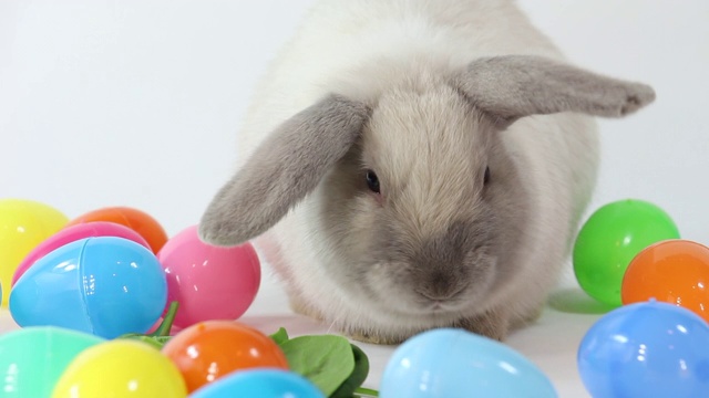 复活节彩蛋兔子的特写视频素材