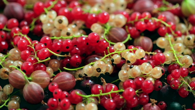 浆果有机水果旋转背景。覆盆子、醋栗、红、黑、黄的醋栗。各种各样的新鲜成熟的浆果视频素材