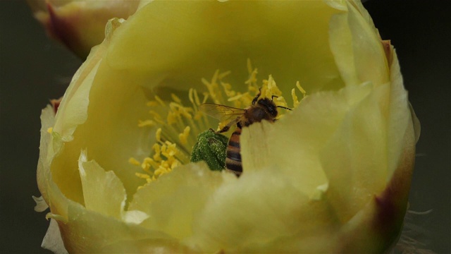 Opuntia ficus-indica花。视频素材