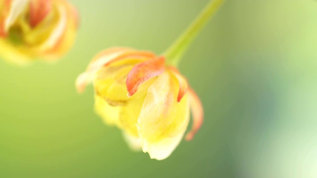 小檗花的红色萼片垂下来视频下载