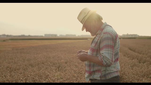 老农民检查着成熟的麦粒，在日落时分嗅着它视频下载
