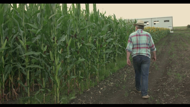 老农的背影走在一条小路上，看着玉米田视频素材