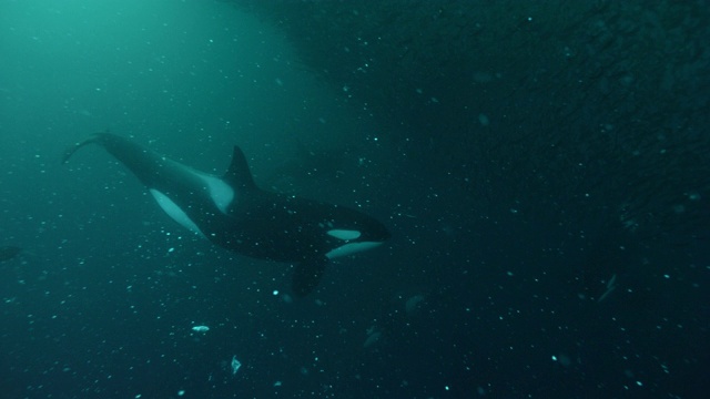 虎鲸将鲱鱼聚集成鱼丸，挪威视频下载
