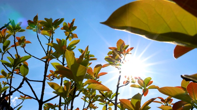 阳光透过画框，绿叶带着一丝光芒映照在蓝天上视频下载