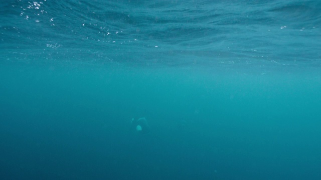 虎鲸和幼鲸在挪威的蓝海中游泳视频下载