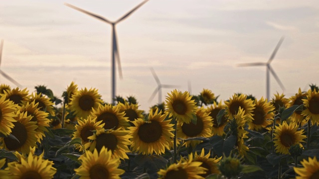 美丽的向日葵与风力涡轮机在农地日落视频下载