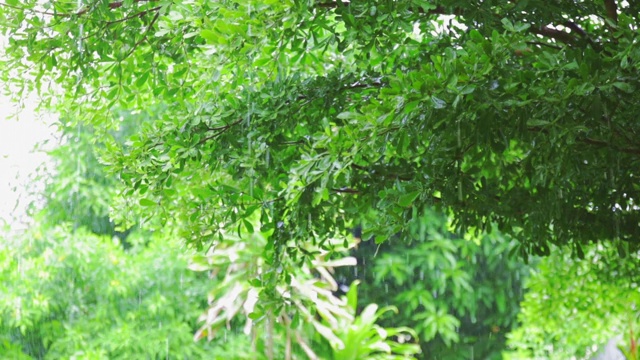 高清近距离雨在树上。近距离下雨的树叶在白天的时间。小雨洒在小树上。绿色自然的概念。视频素材