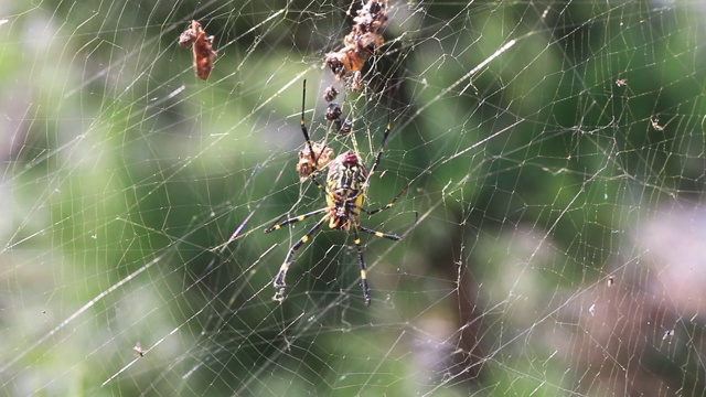霍罗蜘蛛(Trichonephila clavata, Nephila clavata)视频素材
