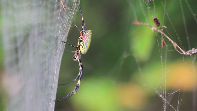 霍罗蜘蛛(Trichonephila clavata, Nephila clavata)视频素材