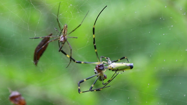 蜘蛛在网上捕捉猎物视频素材