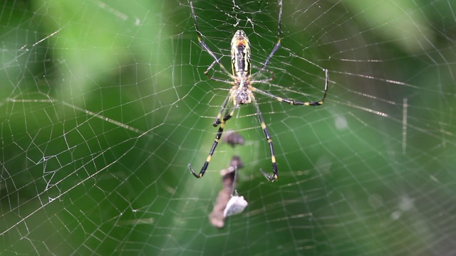 蜘蛛在网上捕捉猎物视频下载
