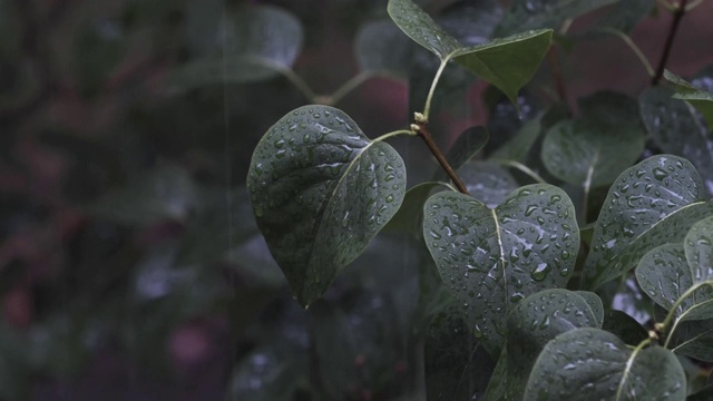 雨落在阔叶绿色植物上视频素材