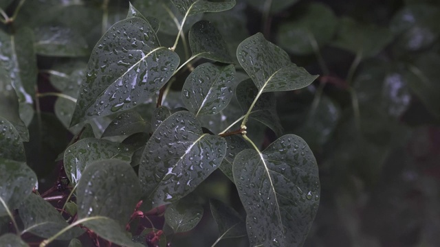 绿色植物的叶子被雨水打湿了视频素材