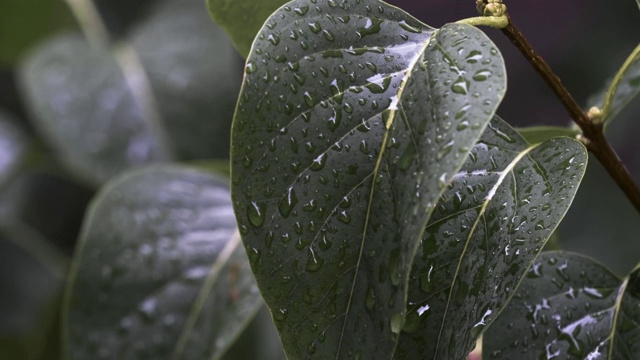 雨水湿透了绿色植物的叶子视频素材