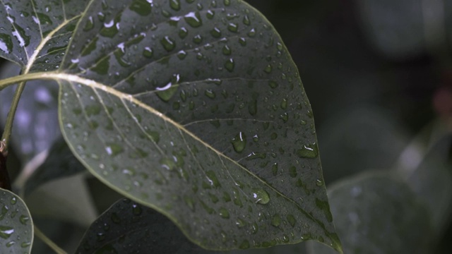 绿色植物的叶子和水滴视频素材