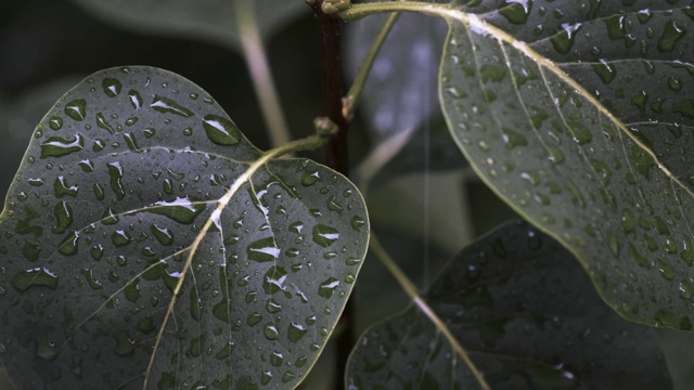 带有雨滴的阔叶植物视频素材