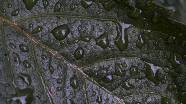 湿植物叶片表面宏视频素材