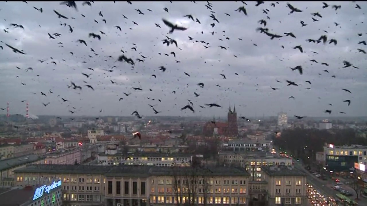 一大群鸟在城市上空视频素材