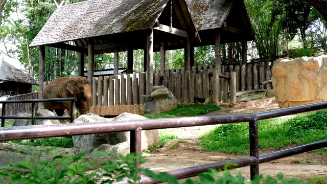 亚洲象在公园里吃植物视频下载