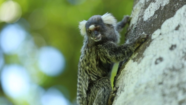 小猴子在树顶上视频素材