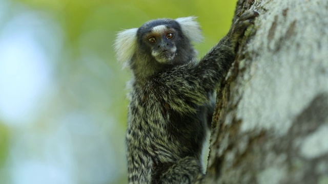 小猴子在树上抓食视频素材