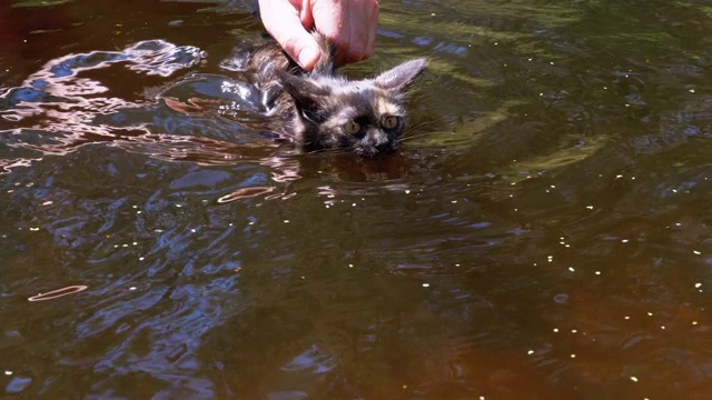 猫在水里游泳。男人教小猫在河里游泳。慢动作视频素材