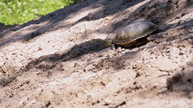 河龟在河岸附近的沙滩上向水中爬行。慢动作视频素材