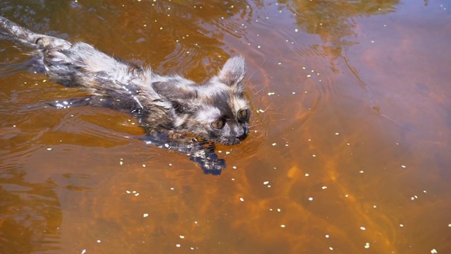 猫在河里游泳。黑猫在水里游泳。猫的情感。慢动作视频素材