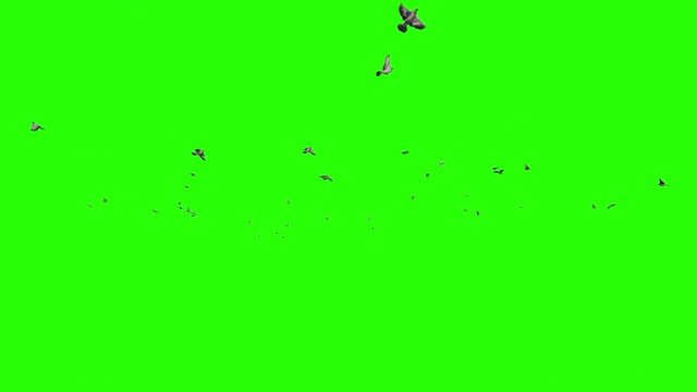 鸽子在慢镜头飞行，绿屏色makey视频素材