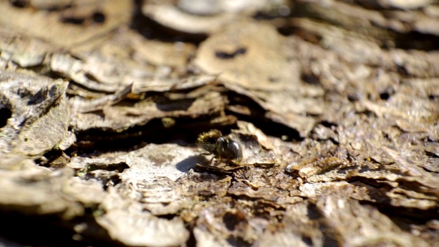 一只小小的云杉树皮甲虫在云杉树上爬行视频素材