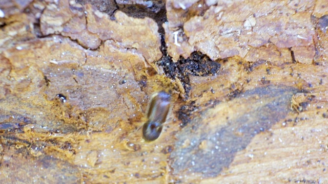 在云杉树上爬行的小云杉树皮甲虫视频素材