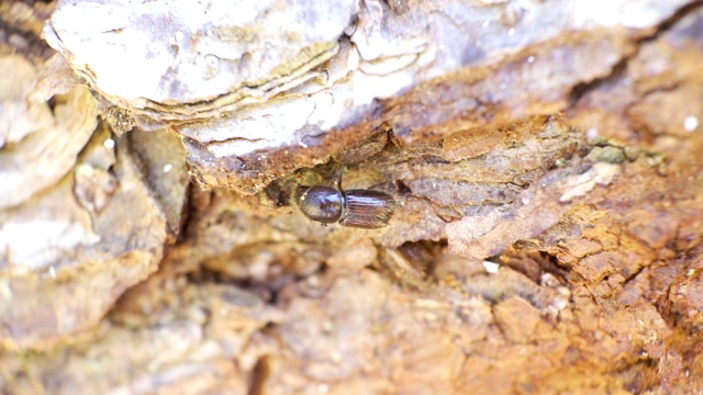 近距离观察云杉树上的云杉树皮甲虫视频素材