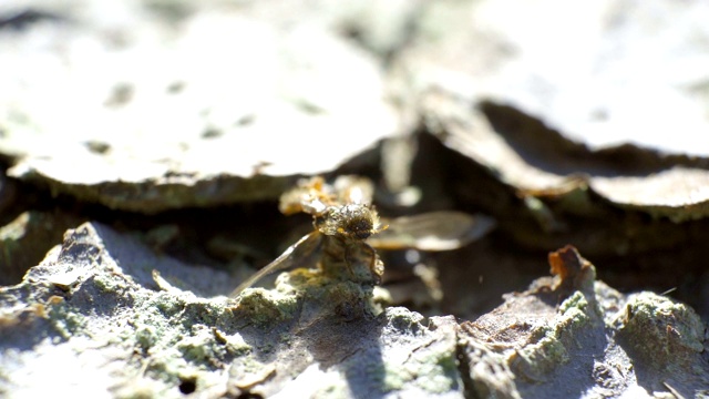 云杉树皮甲虫正从壳中张开他的小翅膀视频素材
