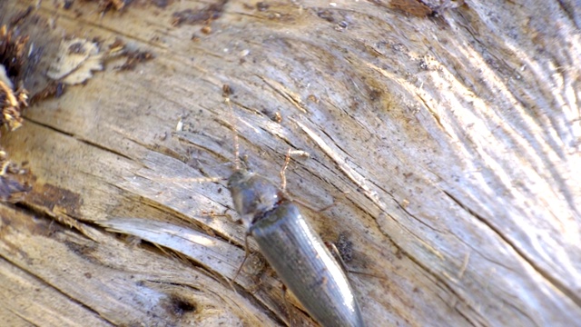 一只大甲虫慢慢地爬上树干视频素材
