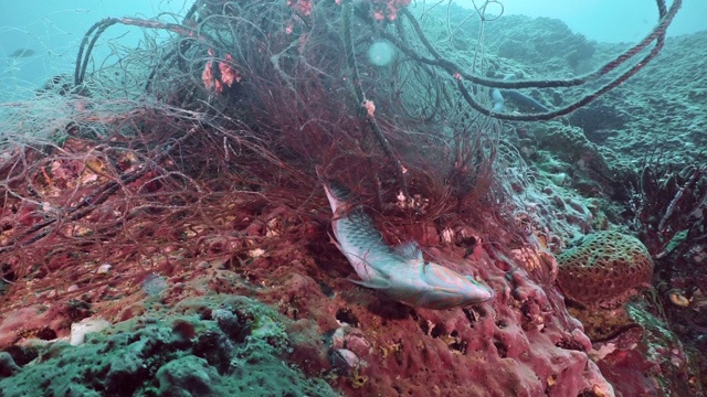 在水下废弃的鬼网捕鱼网中捕获的热带鱼棋盘濑鱼视频下载