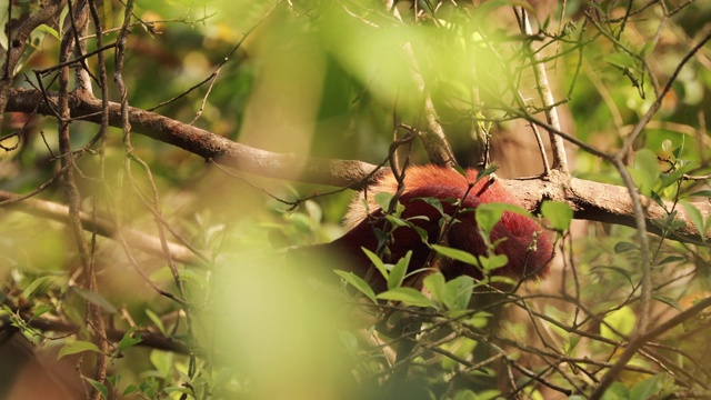 印度果阿。印度巨松鼠，或马拉巴巨松鼠，印度Ratufa Indica爬上树，蚂蚁吃。它是一种大树松鼠属的品种，原产于印度的森林林地视频下载
