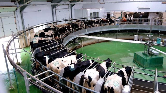 现代奶牛场采用自动工业旋转挤奶系统挤奶视频素材