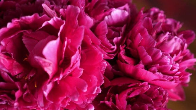红粉红，猩红色，紫色的牡丹花瓣特写视频素材